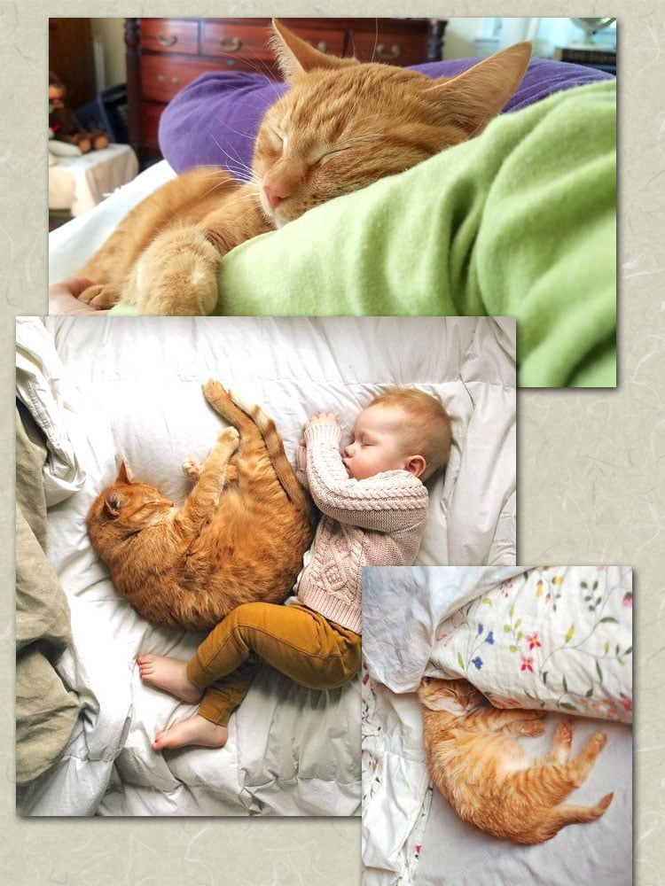 Cats sleeping on the bed