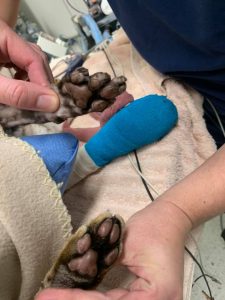 Savannah cat declaw repair surgery