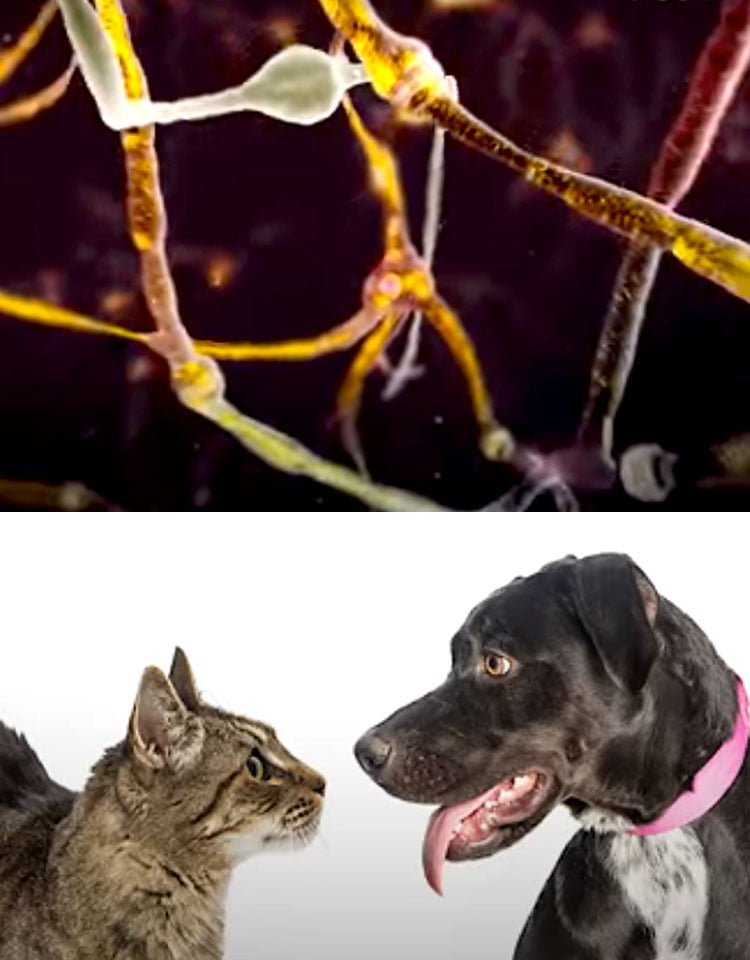 Do cats have more neurons than dogs?