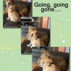 Going, going, gone. Dog loves cat but goes too far and places his jaws around the cat's head