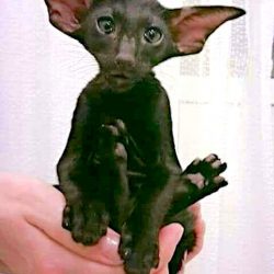 Mad looking Oriental Shorthair young cat with bat ears