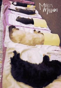 Neutering cats trapped from Spokane house due for demolition by Murci's Mission in association with partners