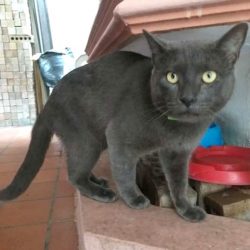 cat with two families