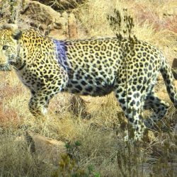 Pregnant leopard at Johannesburg Zoo