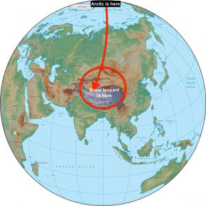 Snow leopards do not live in the Arctic