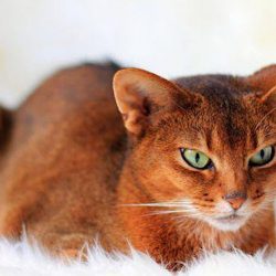 Sorrel Abyssinian cat