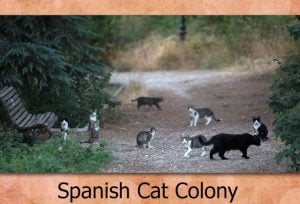 Spanish cat colony
