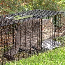 City of Rochelle, Illinois learned from residents that trapping and killing feral cats is unacceptable