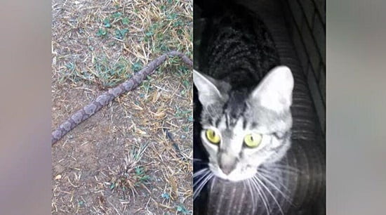 cat killed snake