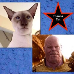Thanos cat