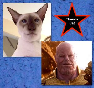 Thanos cat