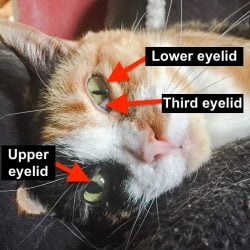 Picture showing the cat's three eyelids
