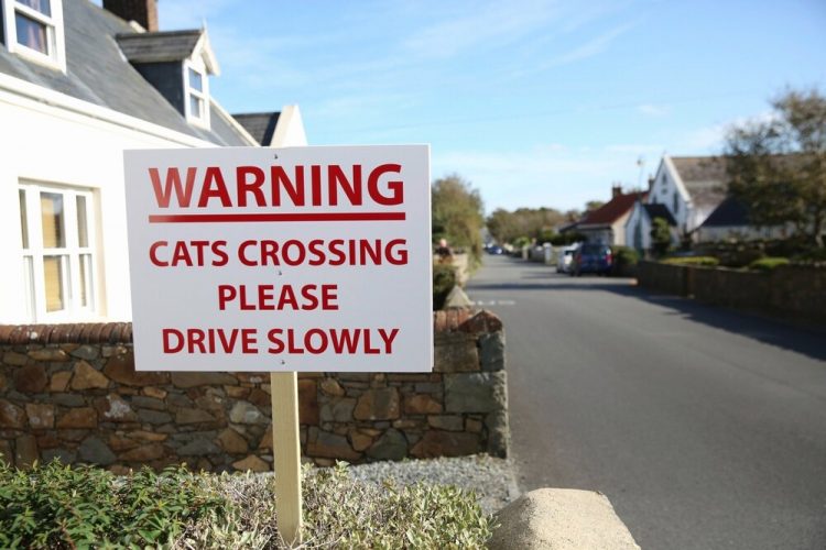 Warning sign to car drivers to slow down as cat crossing the road