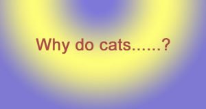 Why do cats?