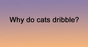 Why do cats dribble?