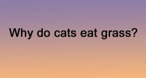 Why do cats eat grass?