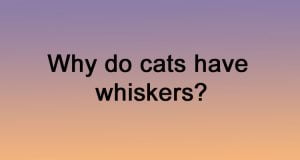 Why do cats have whiskers?