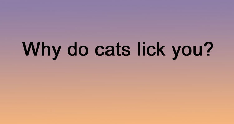 Why do cats lick you?