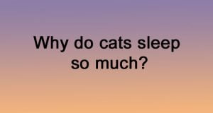 Why do cats sleep so much?