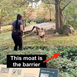 Woman enters lion enclosure