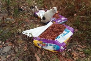 abandoned cats with food
