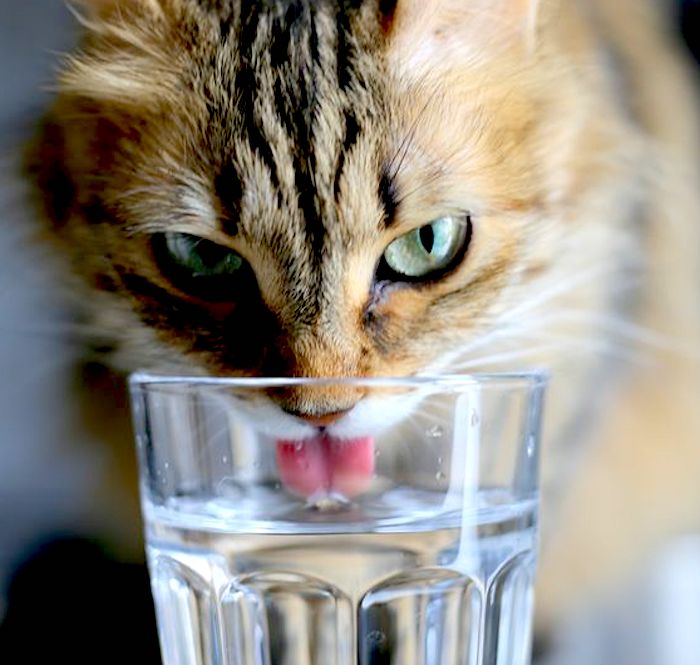 How much do domestic cats drink? PoC