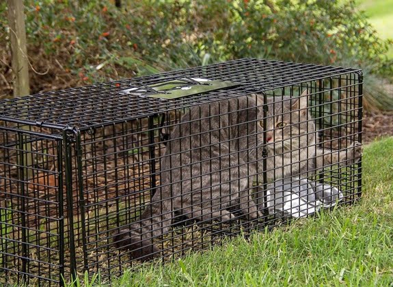 feral cat in trap