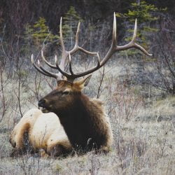 Deer