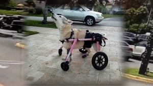 disabled dog found dead