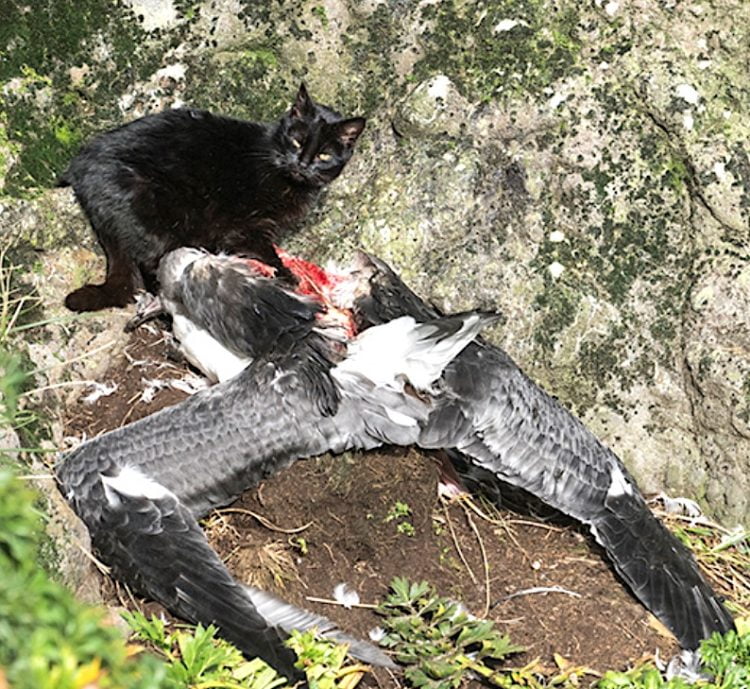 Feral cat eating an albatross chick