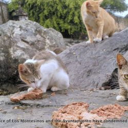 Community cats of Los Montesinos and the Ayuntamiento