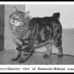 1960s purported bobcat hybrids