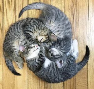 Spinning wheel cats image