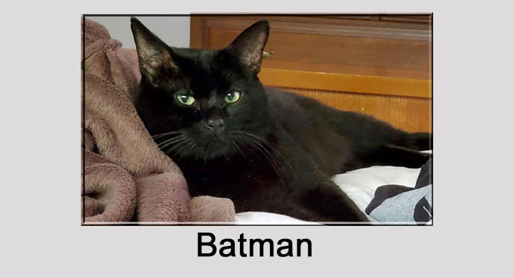 Batman a rescue cat with kidney disease stolen from PetSmart