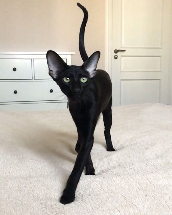 Black cat - great shapes