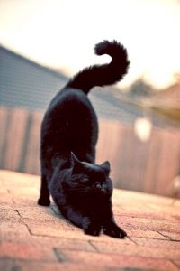 Black cat - great shapes