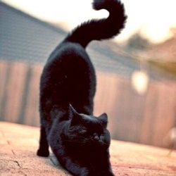 Black cat - great shapes