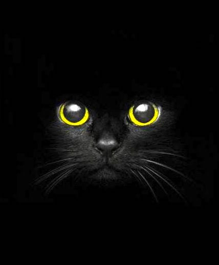 Black cat - stunning eyes