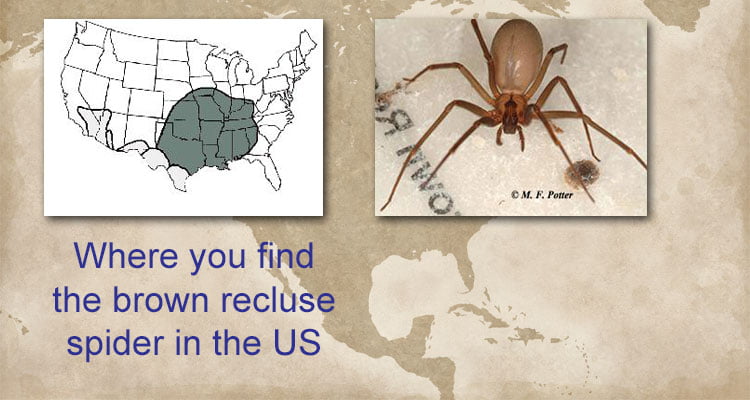 Brown recluse spider distribution