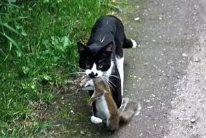 Cat and squirrel