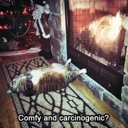 Cat in front of wood burning fire