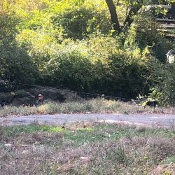 Domestic cat on extra long lead in a park