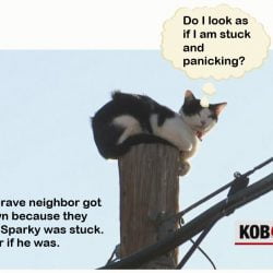 Cat stuck up pole or not?
