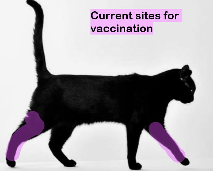 Cat vaccination sites