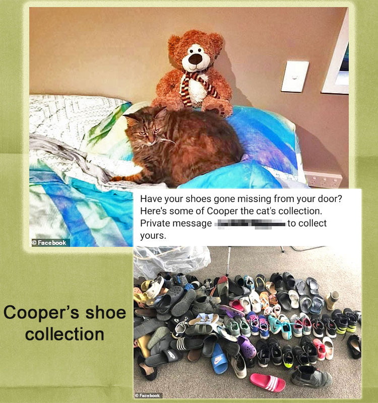 Cooper's shoe collection