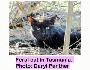 Feral cat in Tasmania