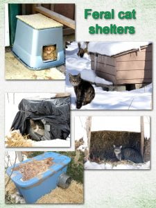 Feral cat shelters