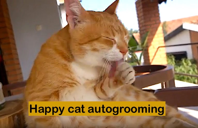 Happy cat autogrooming