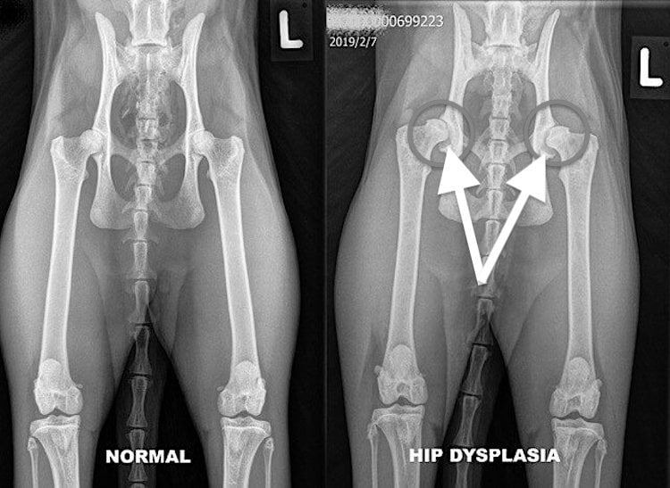 Hip dysplasia in cats