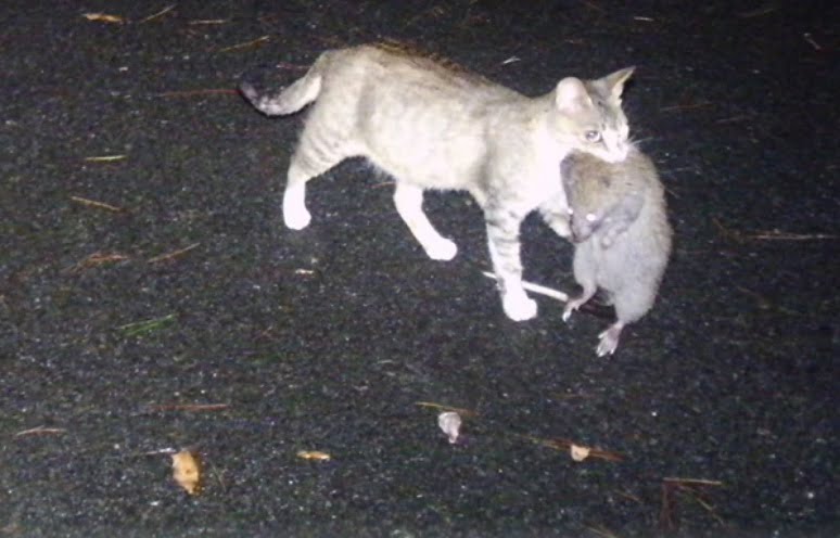 Japanese feral cat with large rat in his mouth